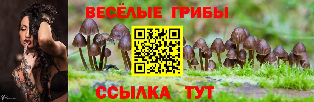 Галлюциногенные грибы GOLDEN TEACHER  Вход с VPN  Псилоцибиновые грибы Psilocybe  Черняховск 